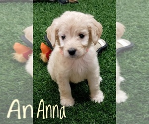 Goldendoodle Puppy for sale in GOLDEN CITY, MO, USA
