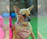 Small #2 Chihuahua