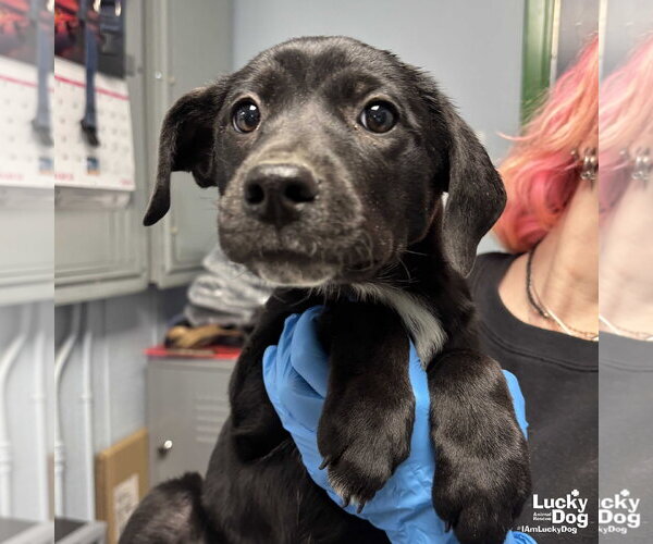 Medium Photo #5 Labrador Retriever-Unknown Mix Puppy For Sale in Washington, DC, USA