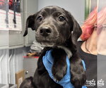 Small #4 Labrador Retriever Mix