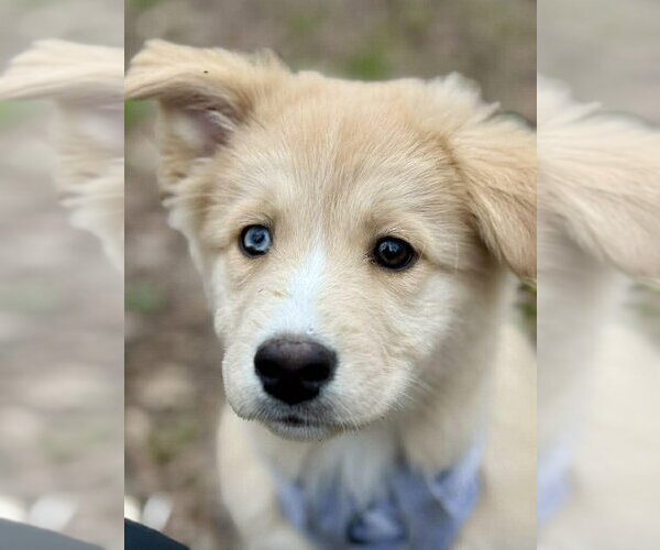 Medium Photo #9 Border-Aussie Puppy For Sale in New York, NY, USA