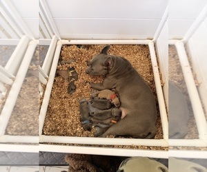 American Pit Bull Terrier Puppy for Sale in ORANGE, New Jersey USA