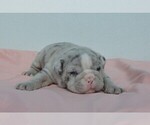 Small #1 Bulldog