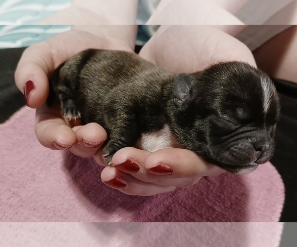 Medium Photo #6 Buggs Puppy For Sale in WEST PLAINS, MO, USA