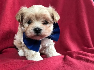 Poochon Puppy for sale in EAST EARL, PA, USA