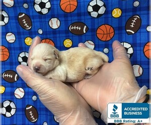Schnoodle (Miniature) Puppy for sale in WINNSBORO, LA, USA