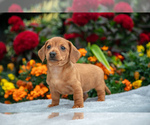 Puppy Levi Dachshund