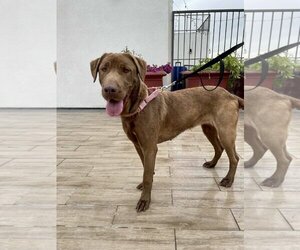 Delilah - Female Chesapeake Bay Retriever Dog for Adoption - Photo #6