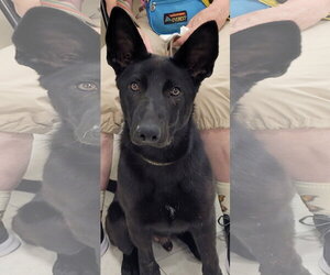 German Shepherd Dog Dogs for adoption in Centreville, VA, USA