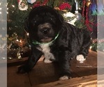 Small #8 F2 Aussiedoodle