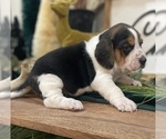 Small #4 Beagle