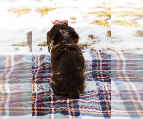 Medium Photo #4 Dachshund Puppy For Sale in BREMEN, IN, USA