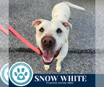 Small #8 American Pit Bull Terrier Mix