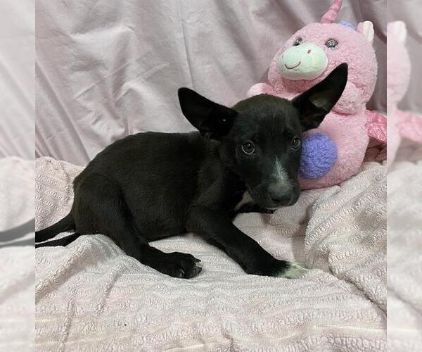 Medium Photo #1 Border Collie-Unknown Mix Puppy For Sale in Modesto, CA, USA