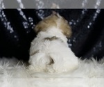 Small Photo #26 Maltipoo Puppy For Sale in WARSAW, IN, USA