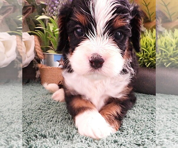 Medium Photo #3 Cavapoo Puppy For Sale in CARLISLE, KY, USA