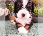 Small Photo #17 Cavapoo Puppy For Sale in CARLISLE, KY, USA