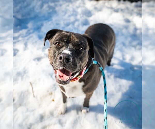 Medium Photo #12 Labrador Retriever-Unknown Mix Puppy For Sale in Brewster, NY, USA