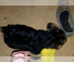 Small Photo #3 Morkie Puppy For Sale in CHICKASHA, OK, USA
