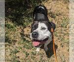 Small #1 American Pit Bull Terrier
