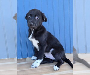 Ernest - Male Labrenees Dog for Adoption - Photo #6