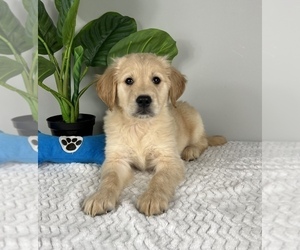 Golden Retriever Puppy for sale in FRANKLIN, IN, USA