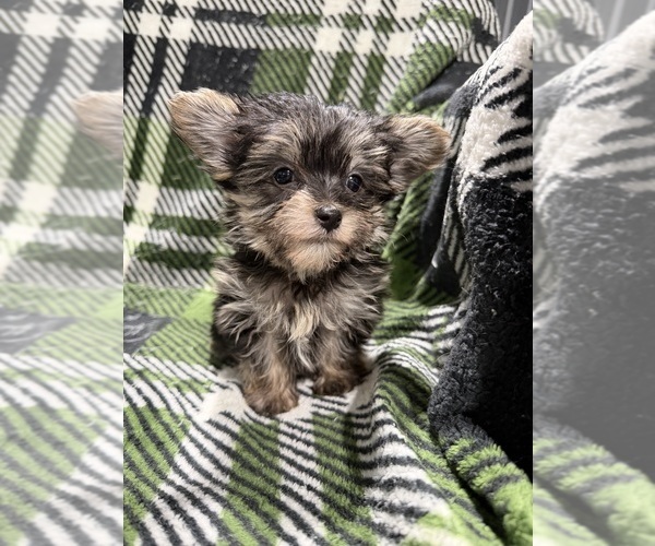 Medium Photo #3 Morkie Puppy For Sale in GUTHRIE, KY, USA