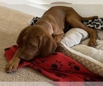 Small Photo #5 Vizsla Puppy For Sale in GREER, SC, USA