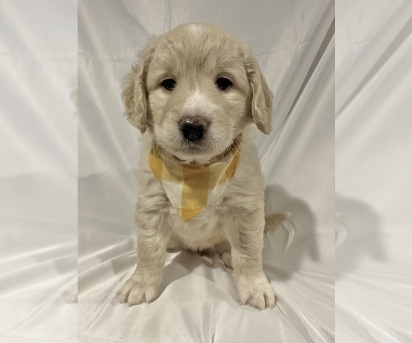 Medium Photo #6 Golden Mountain Doodle  Puppy For Sale in GREENEVILLE, TN, USA