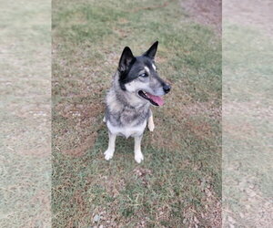 Shadow - Female Gerberian Shepsky Dog for Adoption - Photo #8