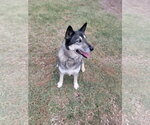 Small Photo #8 Gerberian Shepsky Puppy For Sale in Cedar Crest, NM, USA