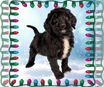 Puppy Frosty Bernedoodle