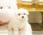 Small Photo #7 Maltese Puppy For Sale in LOS ANGELES, CA, USA