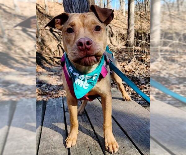 Medium Photo #2 Mutt Puppy For Sale in Peoria, IL, USA