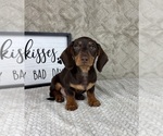 Small #2 Dachshund