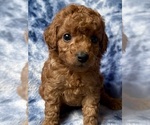 Puppy 4 Cavapoo