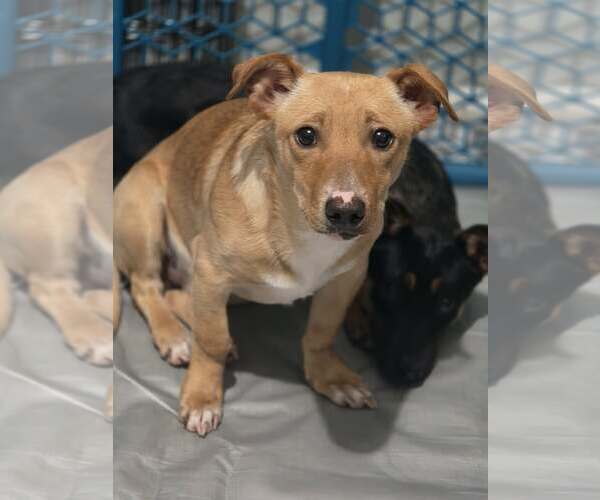 Medium Photo #4 Dachshund-Unknown Mix Puppy For Sale in Arlington, WA, USA