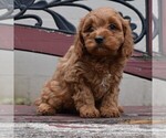 Small Photo #4 Cavapoo Puppy For Sale in HONEY BROOK, PA, USA