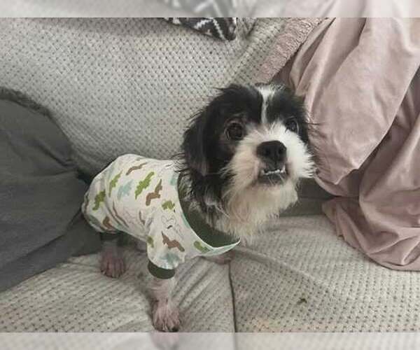 Medium Photo #4 Maltese-Unknown Mix Puppy For Sale in Princeton, MN, USA