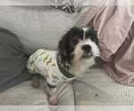 Small #3 Maltese Mix