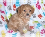 Small Photo #13 Cavapoo-Poodle (Miniature) Mix Puppy For Sale in ORO VALLEY, AZ, USA