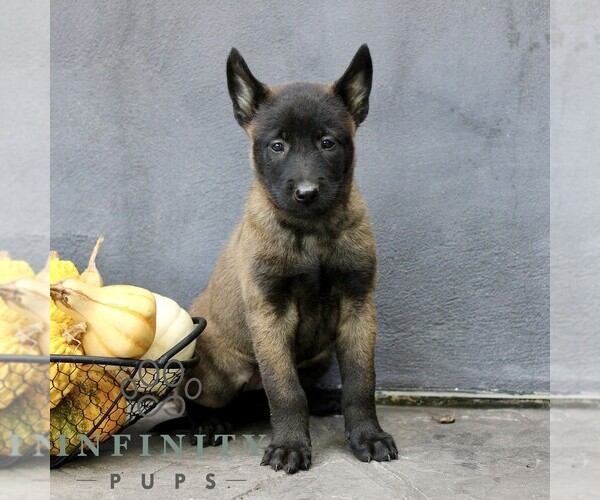 Medium Photo #3 Belgian Malinois Puppy For Sale in RONKS, PA, USA