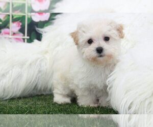 Maltipoo Puppy for sale in MARIETTA, GA, USA