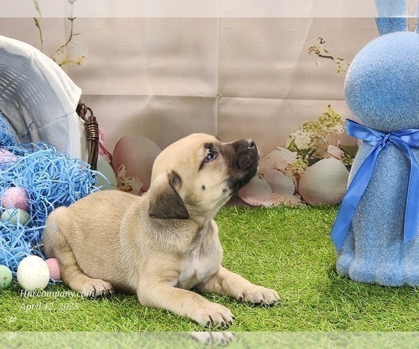 Medium Photo #21 Catahoula Leopard Dog Puppy For Sale in CUMBY, TX, USA