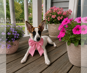 Jack Russell Terrier-Unknown Mix Dogs for adoption in Mt. Laurel, NJ, USA