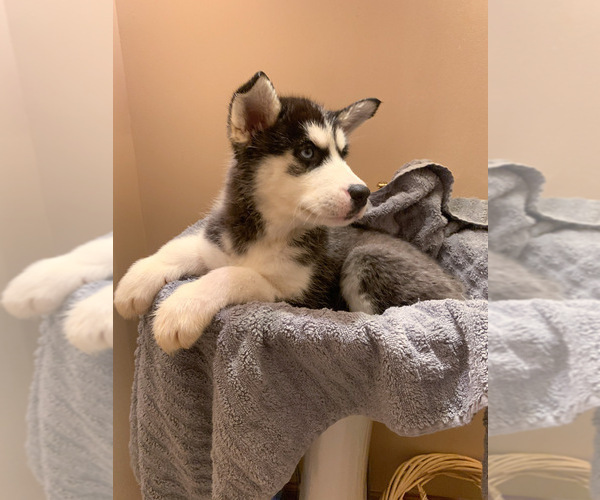 Medium Photo #11 Siberian Husky Puppy For Sale in TRIMBLE, MO, USA
