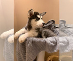 Small Photo #11 Siberian Husky Puppy For Sale in TRIMBLE, MO, USA