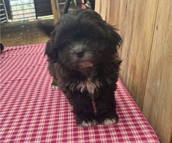 Medium Photo #3 Zuchon Puppy For Sale in DRY RIDGE, KY, USA