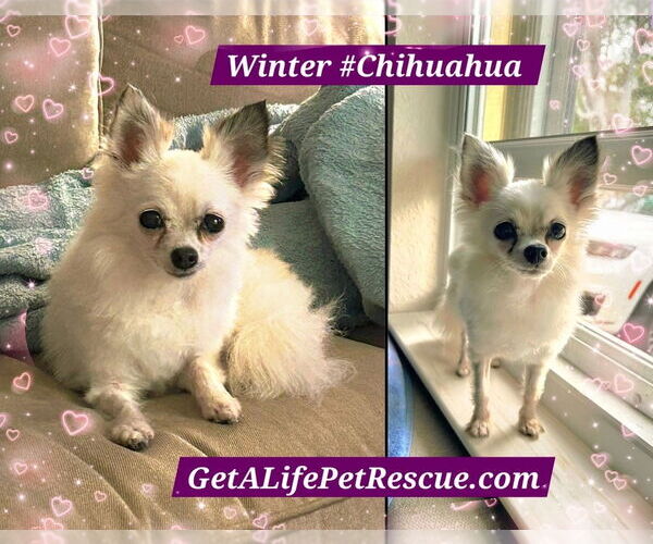 Medium Photo #7 Chihuahua Puppy For Sale in Plantation, FL, USA