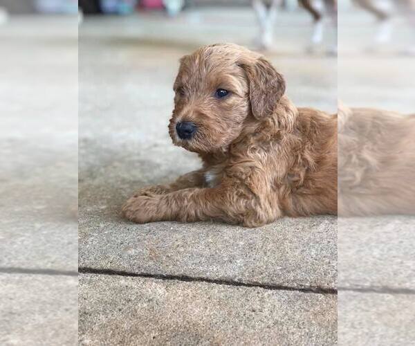 Medium Photo #6 Goldendoodle Puppy For Sale in WOODLAND, AL, USA
